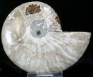 Crystal Lined Ammonite Fossil (Half) #22761-1